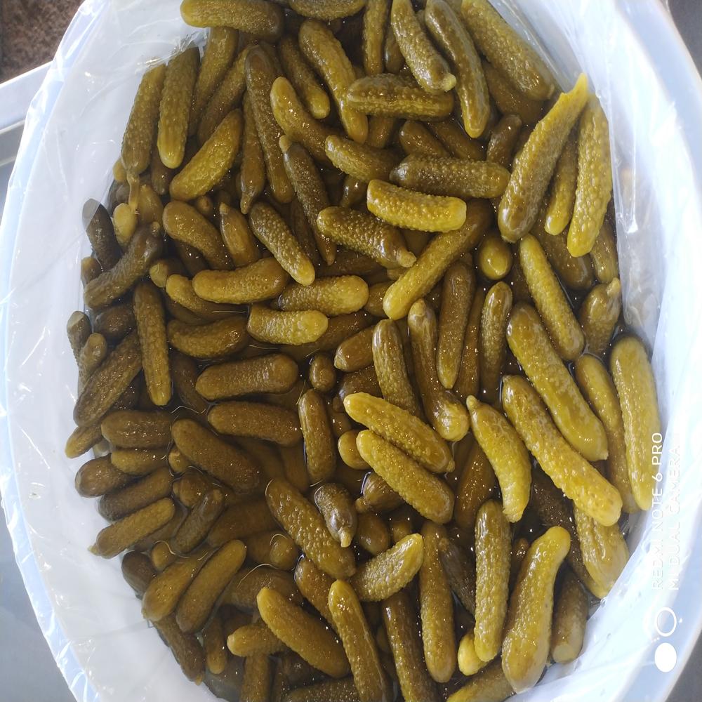 Baby Cucumbers In Plastic Pails