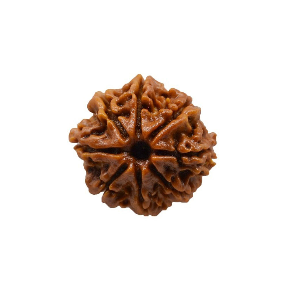 Natural 8 Mukhi Rudraksha