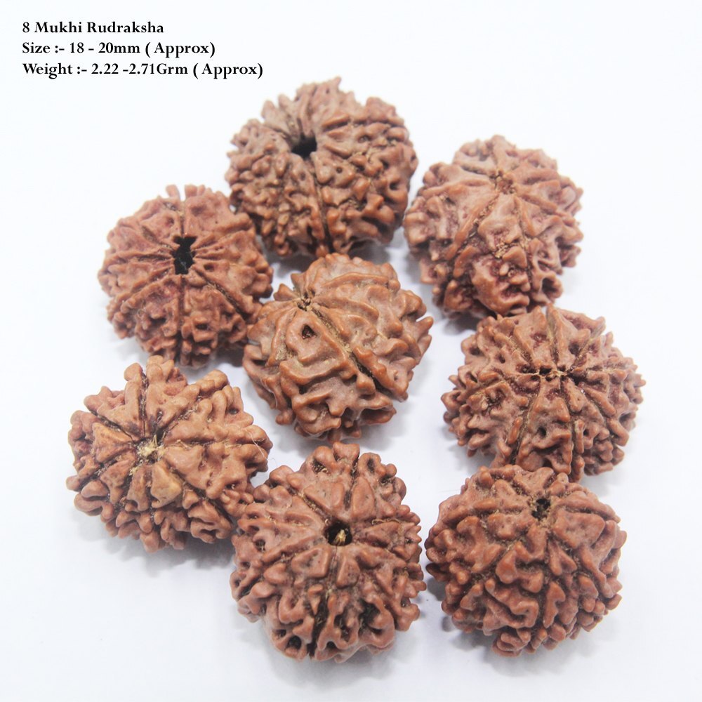 Natural 8 Mukhi Rudraksha