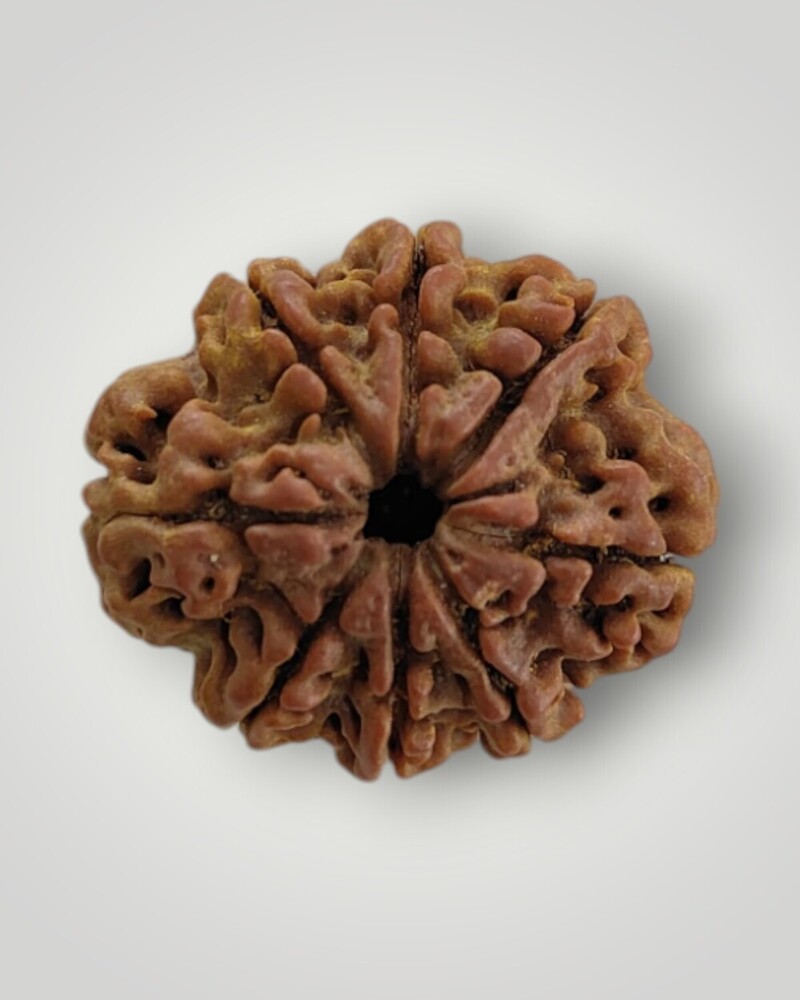 Natural 8 Mukhi Rudraksha