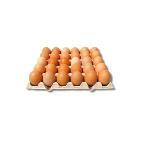 Fresh Eggs