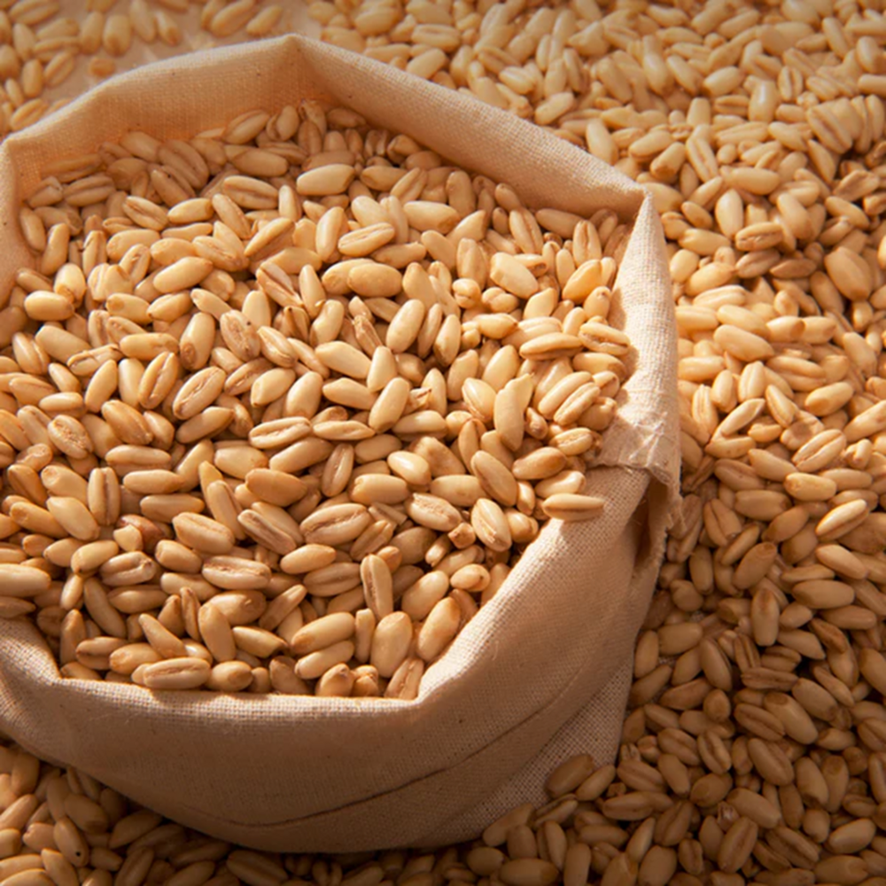 Barley Grain - Shelf Life: 3 Years
