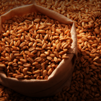 Barley grain