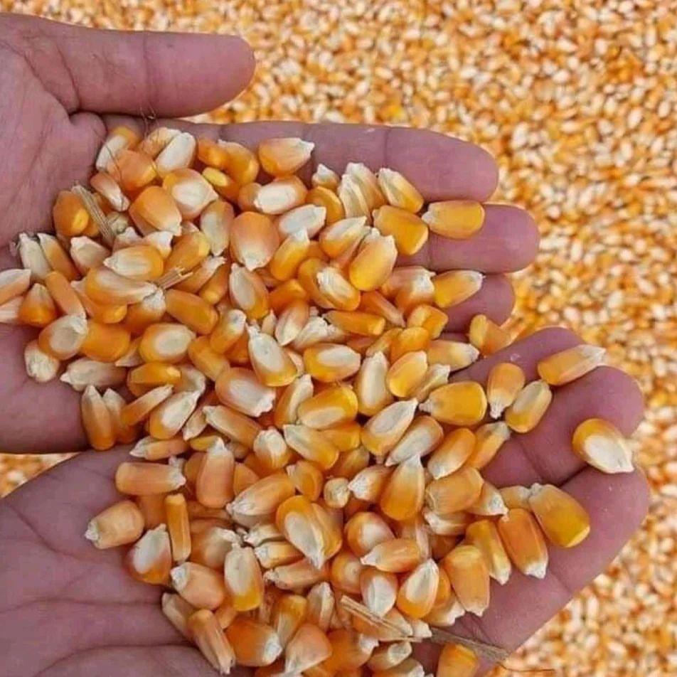 Maize Corn