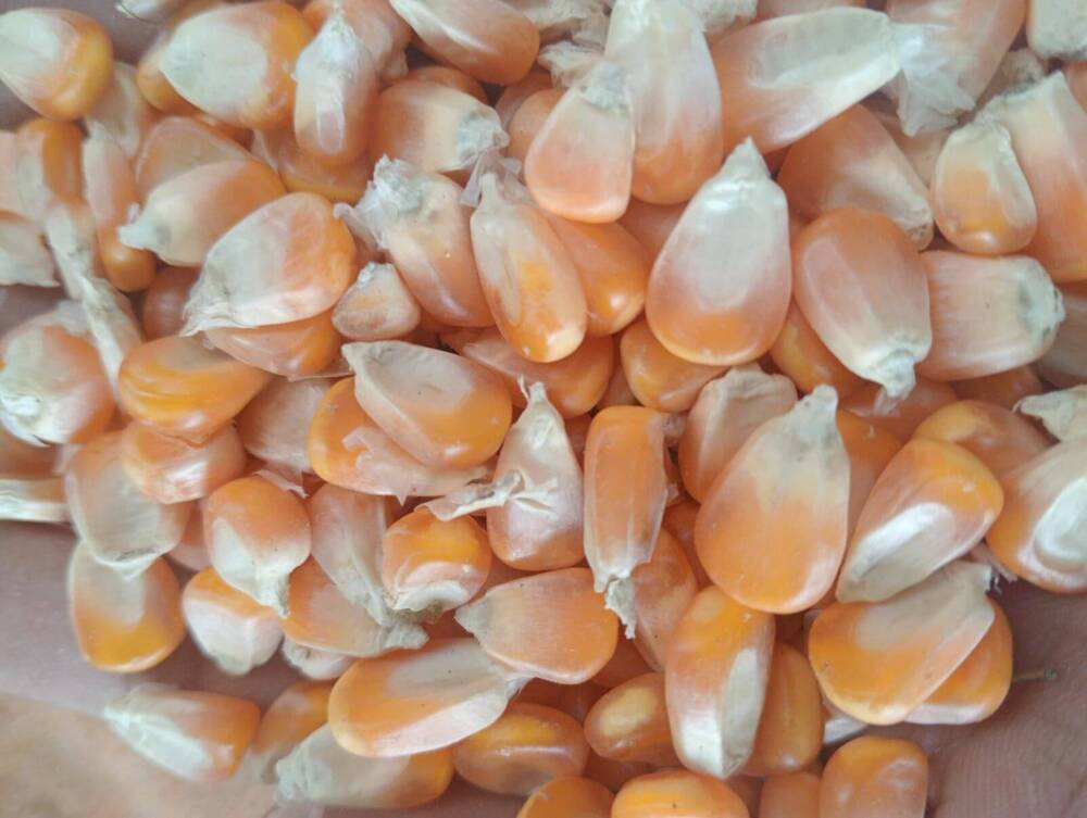 Maize Corn