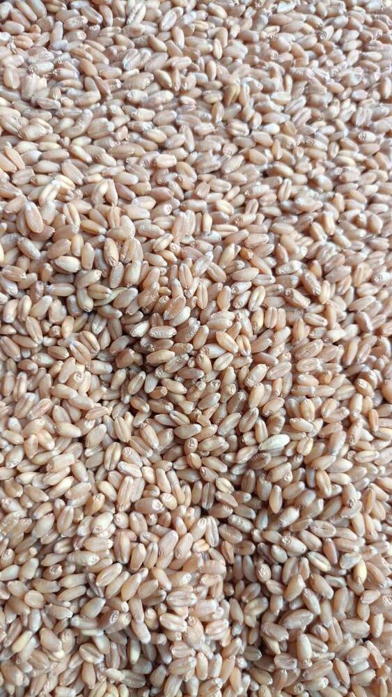 Raw Wheat