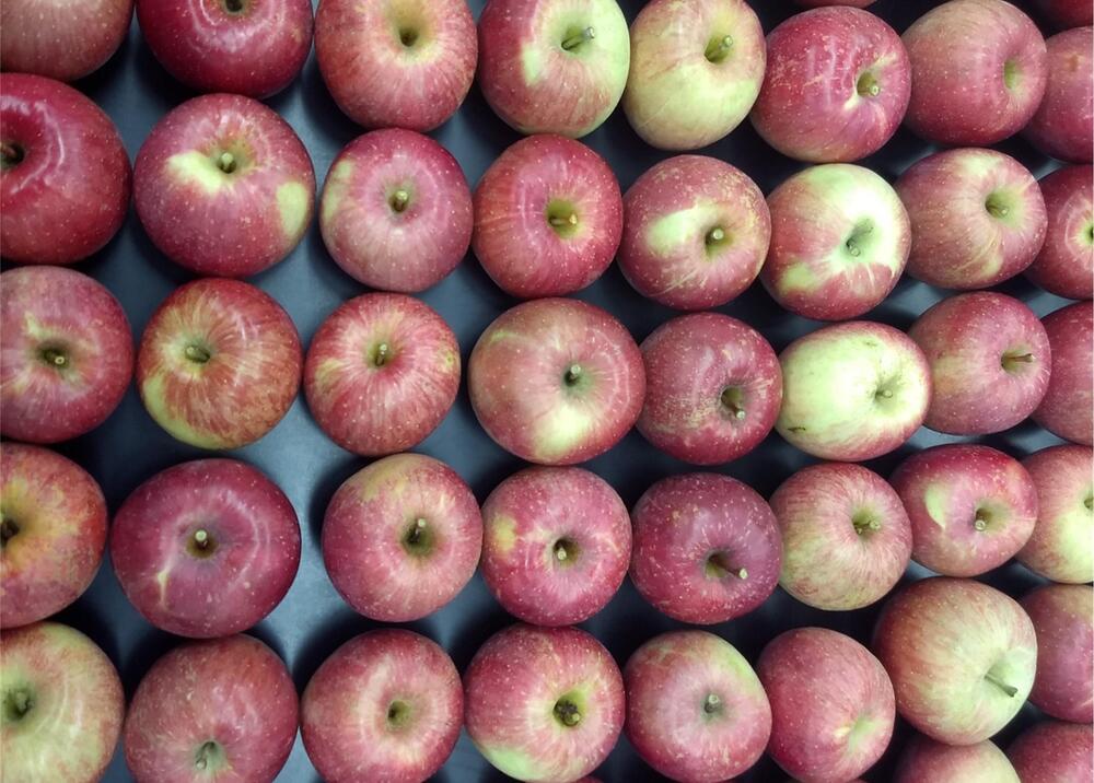 Fresh Apples - Crop Year: 2026 Years