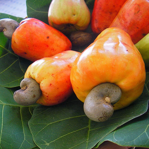 Cashew Fruit - Cultivation Type: Common