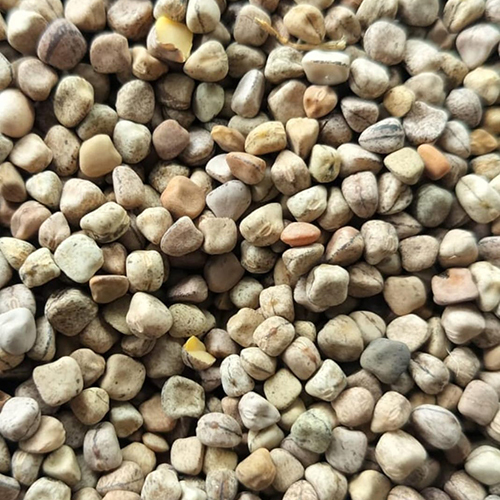 Khesari Dal