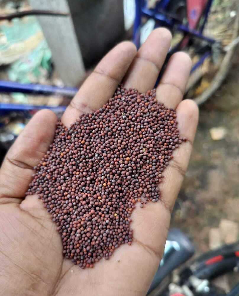 Black Mustard Seeds