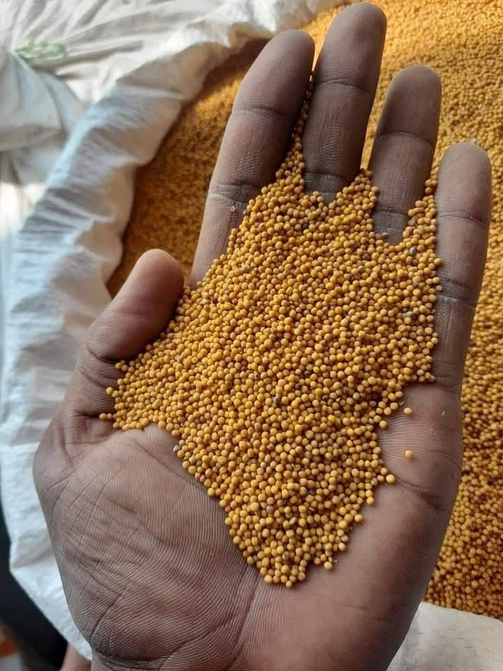 Yellow Mustard Seeds