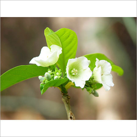 वैलरिस सोलानेसिया हर्बल्स