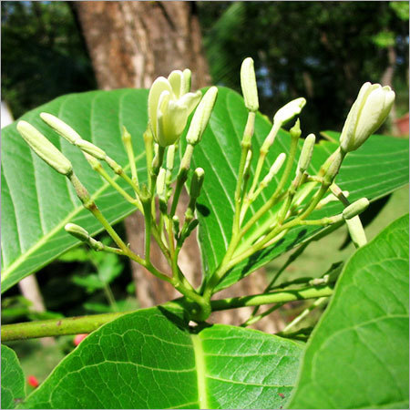 होलार्हेना एंटी-डिसेंटेरिका जड़ी-बूटियाँ