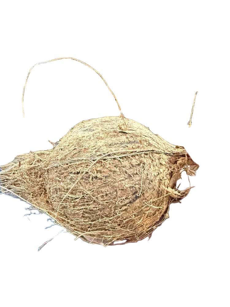 Natural Semi Husked Coconut