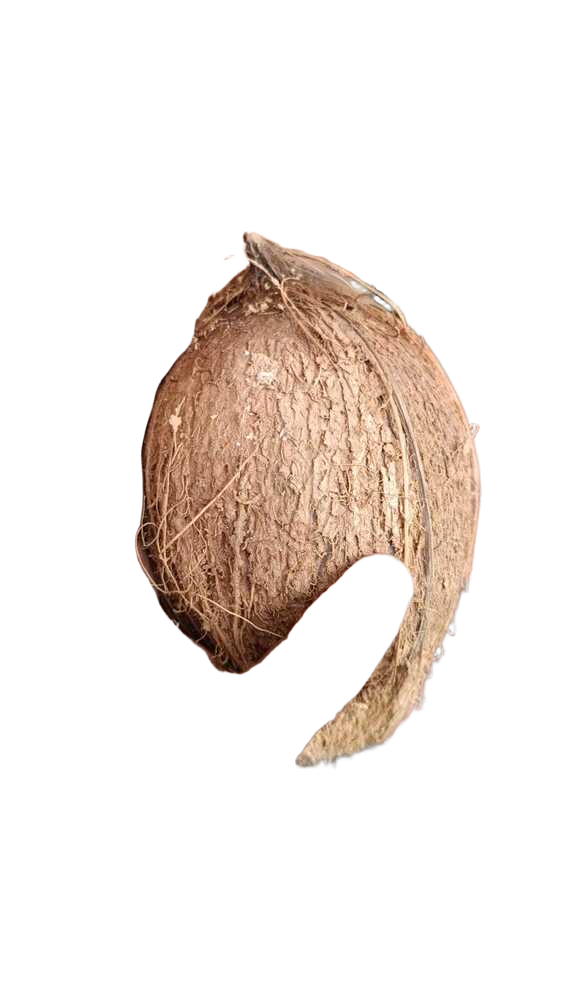 Natural Semi Husked Coconut