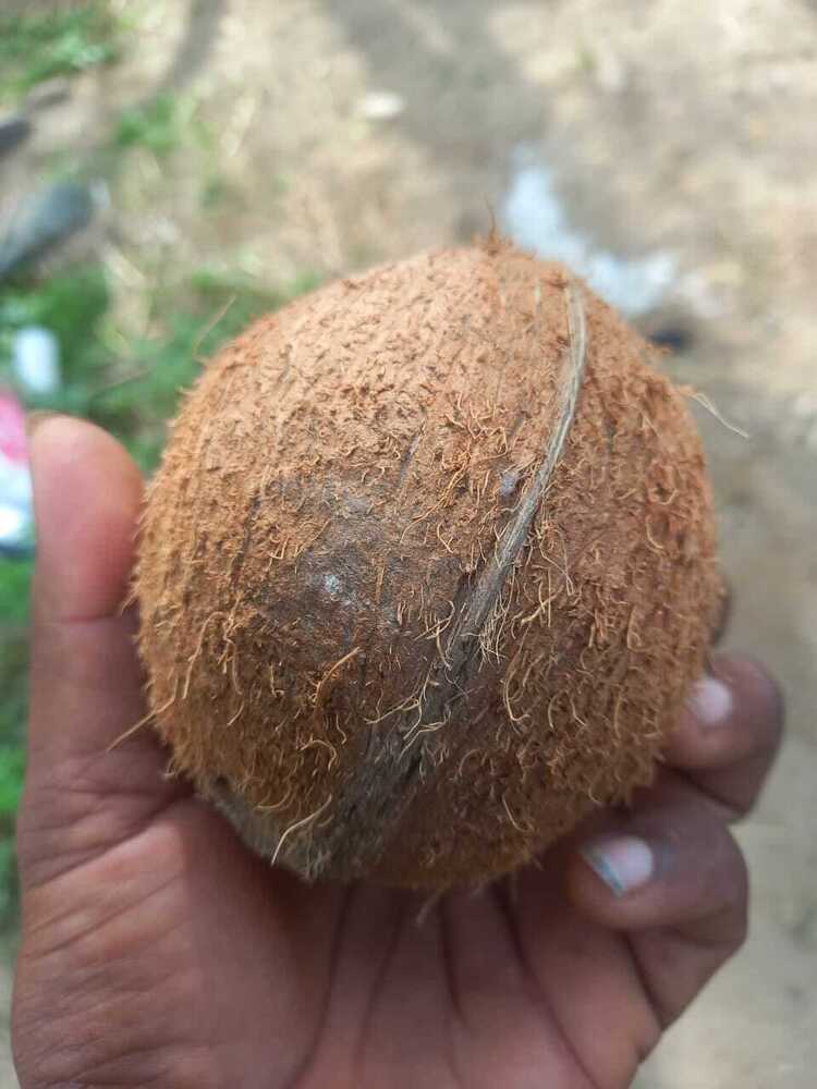 Natural Dehusked Coconut