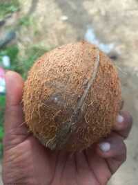 Natural Dehusked Coconut