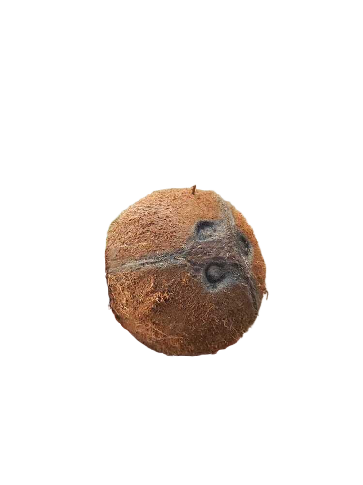 Natural Dehusked Coconut