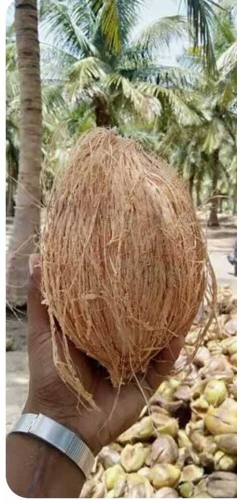 Fully Husked Coconut