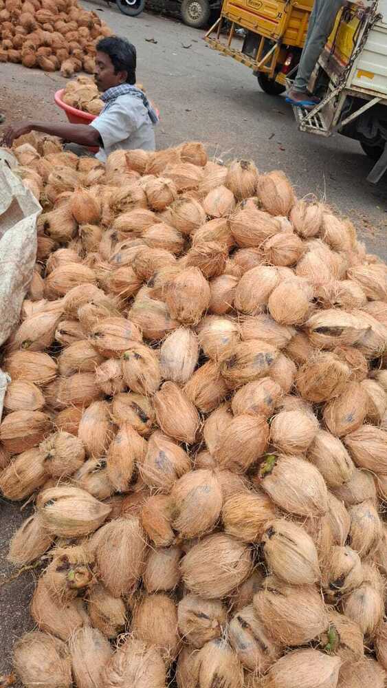 Natural Husked Coconut