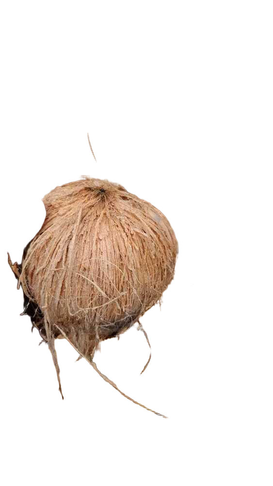 Natural Husked Coconut