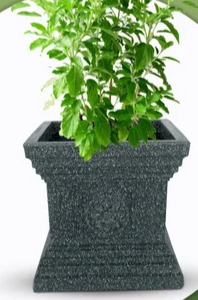 Jaguar Tulsi Pot Plan