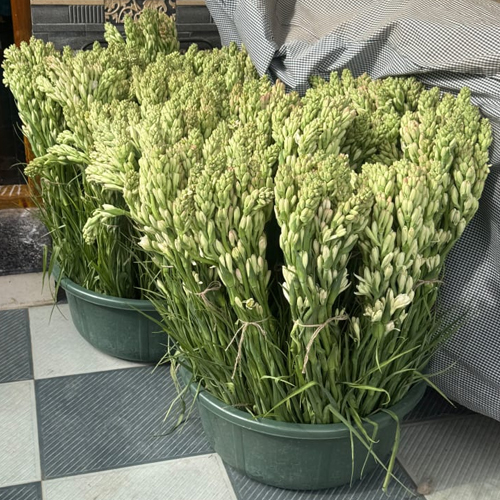 Bundles Of Tuberose Flower
