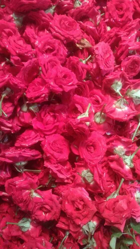 Fresh Red Rose