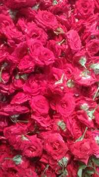 Fresh Red Rose