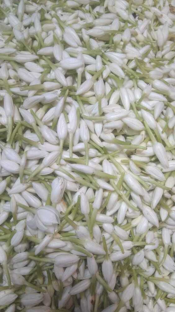 Jasmine Flower Buds