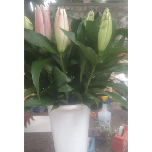 Lily Flower Buds
