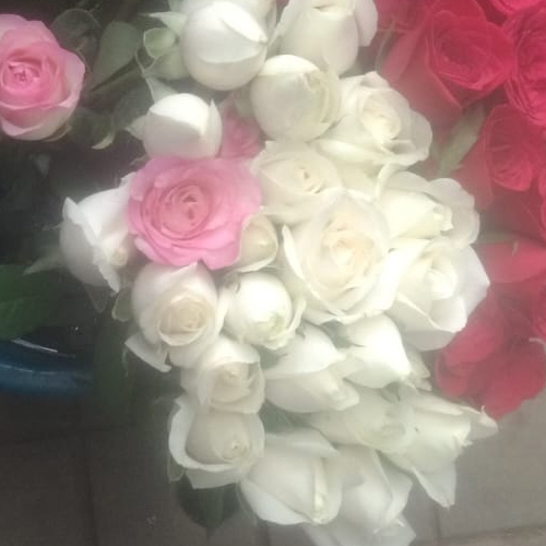 Fresh Rose