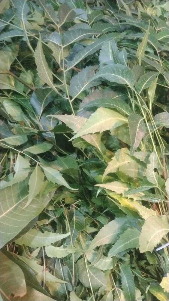 Neem Leaves