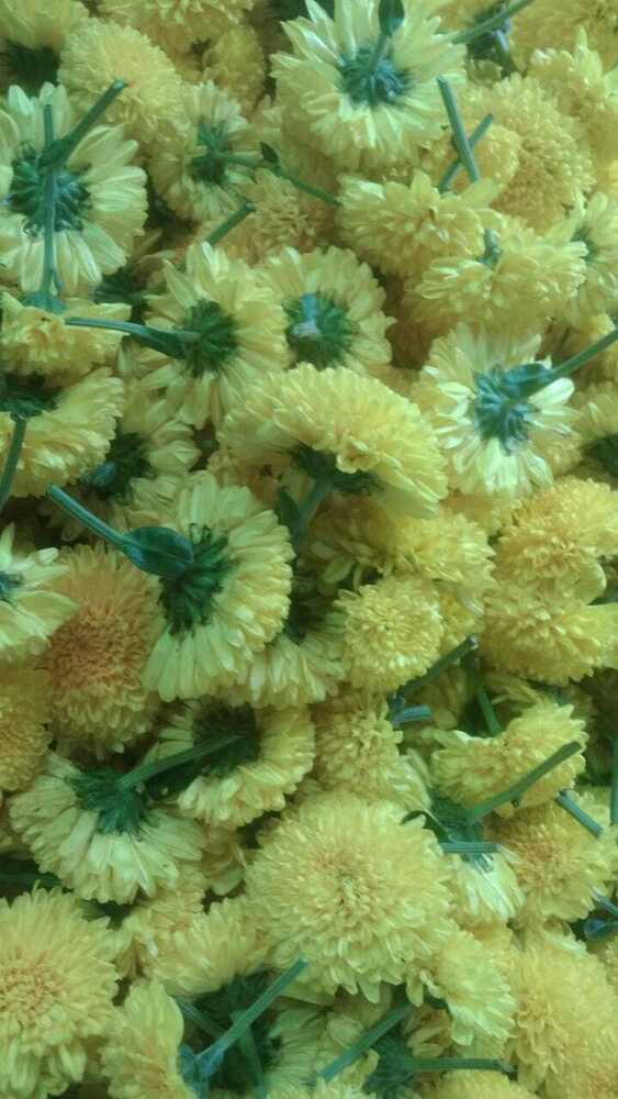 Chandramallika Flower