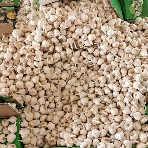 Fresh Garlic