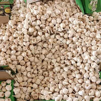 Fresh Garlic