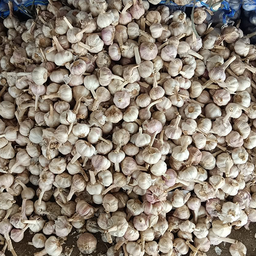 Fresh Garlic
