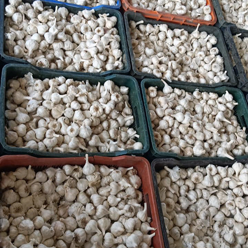 Fresh Garlic
