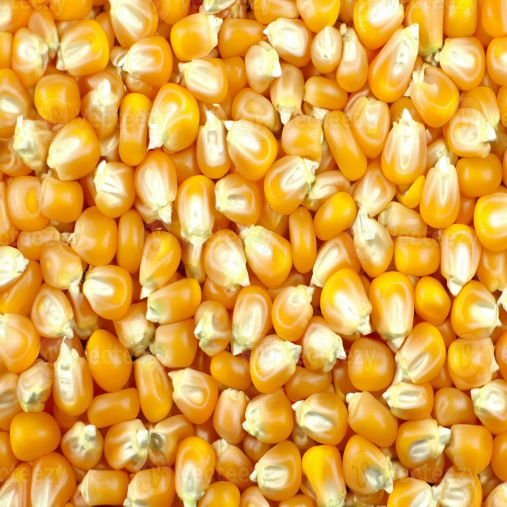 Yellow and White Corn