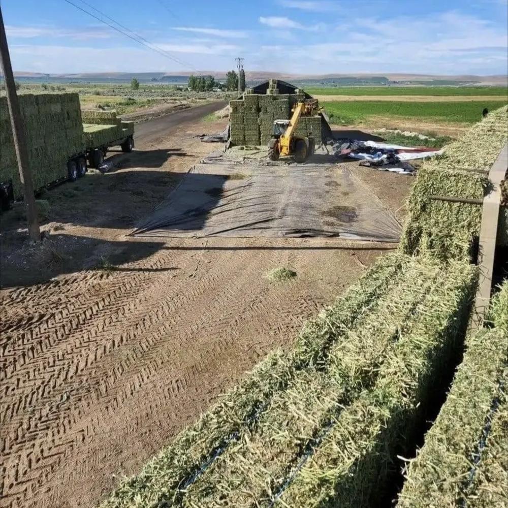 Alfalfa Hay for livestock