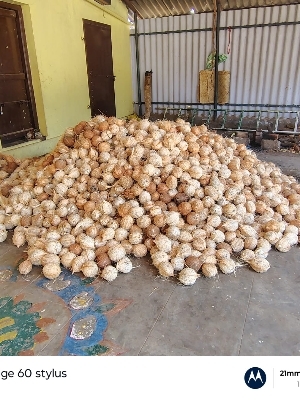 Tender Coconut - Color: Brown
