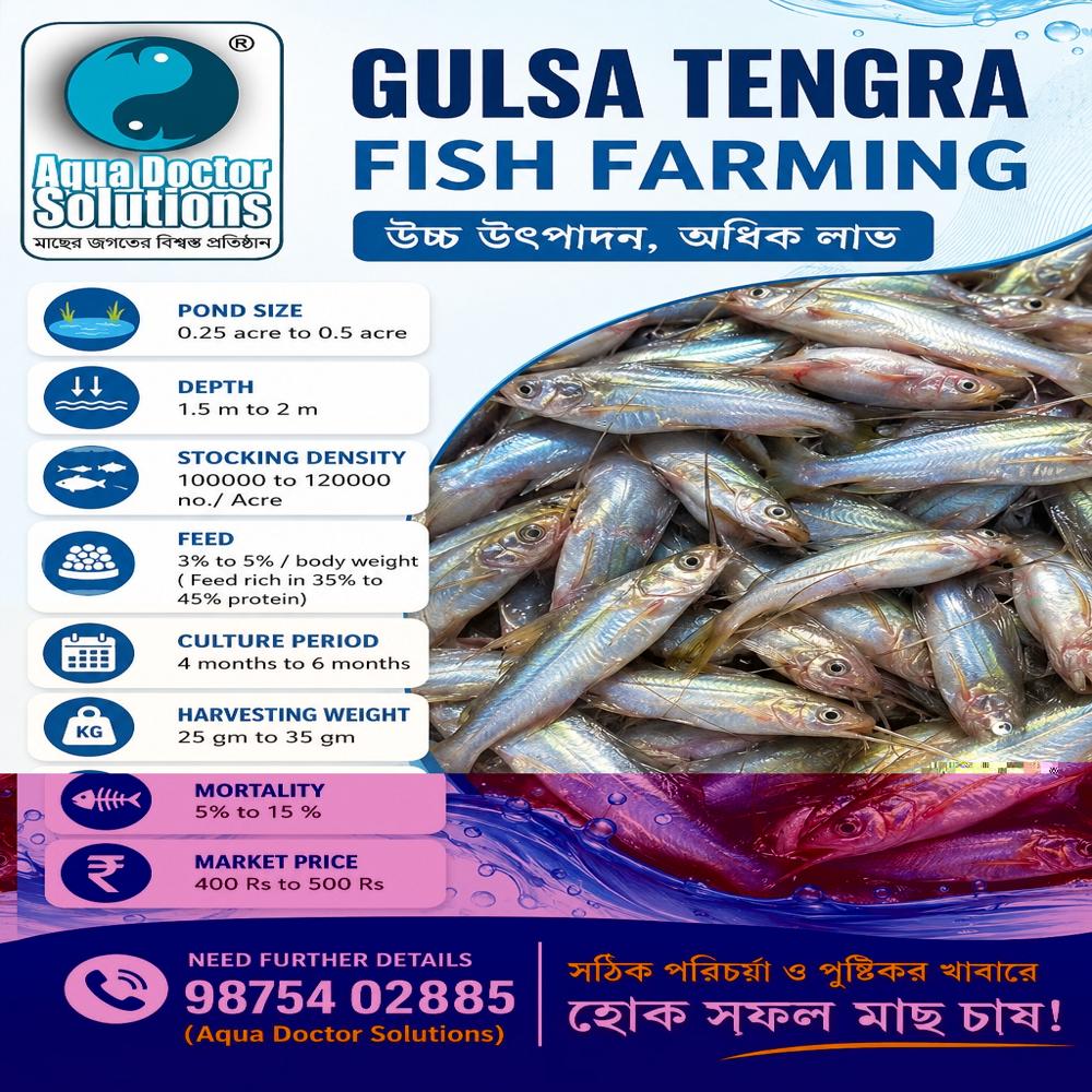 Gulsha Tengra 