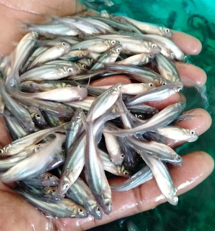 Vetki  fish seed