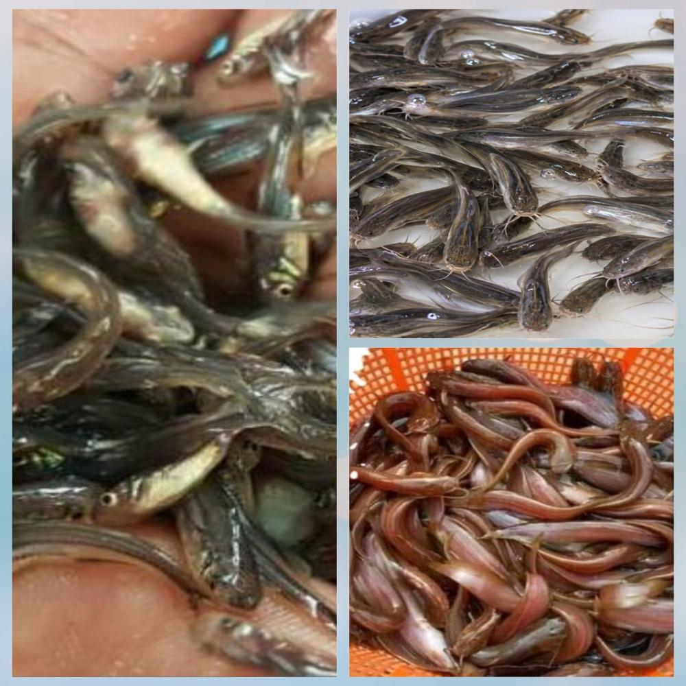 Vetki  fish seed