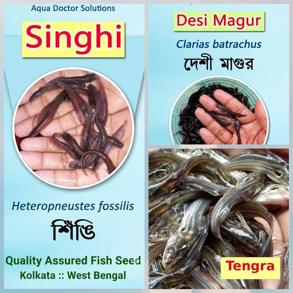 Vetki fish seed
