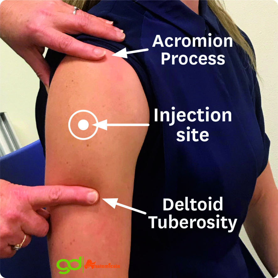 IM Injection Shoulder Model