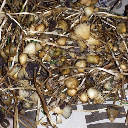 Liberty Caps Mushroom
