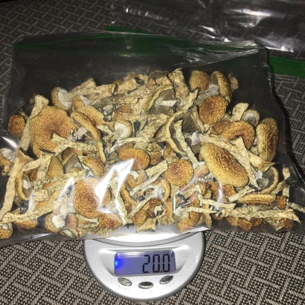 Golden Teachers Mushrooms