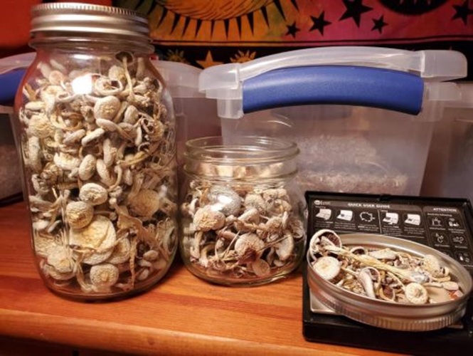 Golden Teachers Mushrooms