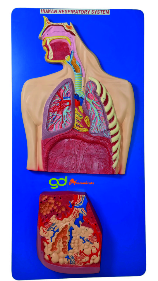 Human Respiratory System